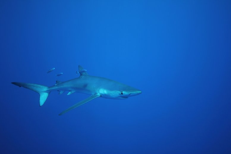 blue shark