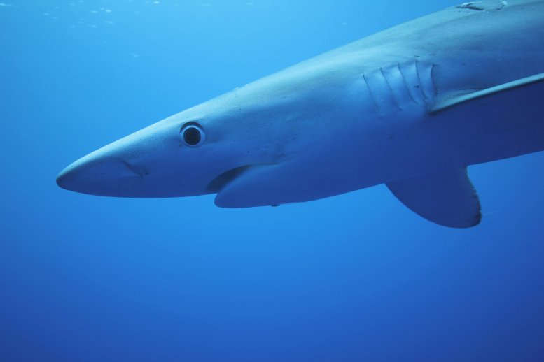 blue shark